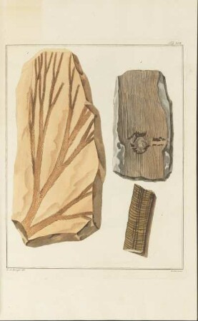 Tab. XVII.