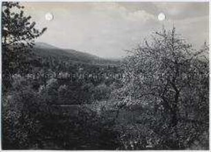 Seeheim im Odenwald, Obstblüte