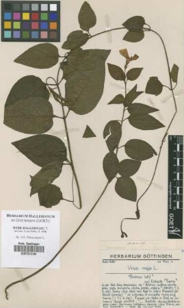 Vinca major L.
