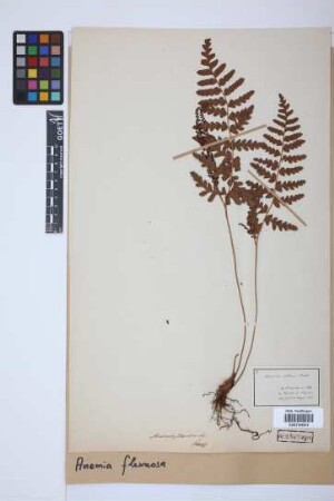 Anemia flexuosa (Sav.) Sw.