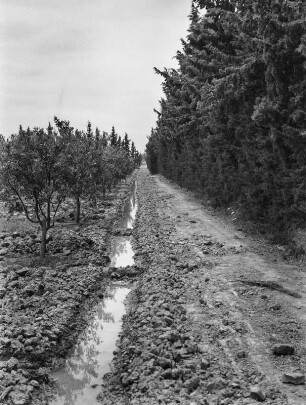 Bewässerungsgraben : Blick entlang eines Bewässerungsgrabens zwischen Orangenplantage und Windschutzstreifen.