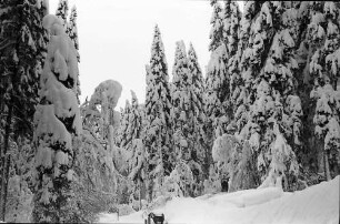 St. Blasien - Todtmoos: Verschneiter Tannenwald