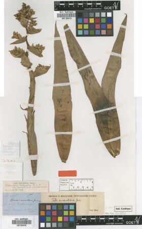 Tillandsia tetrantha Ruiz & Pav. var. aurantiaca (Griseb.) L.B.Sm.[holotype]