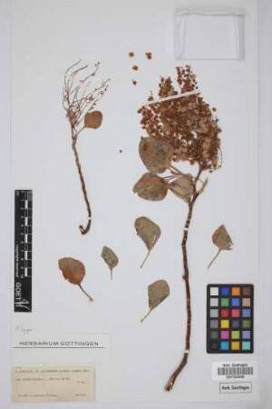 Rumex lunaria L.