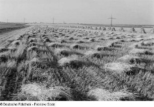 Blick auf ein abgeerntetes Feld mit Garben