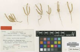 Microcnemum coralloides (Loscos & Pardo) Font Quer subsp. Wagenitz anatolicum[isotype]
