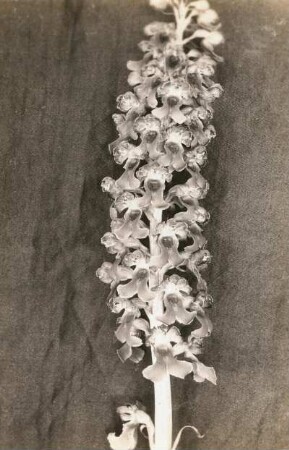Vogel-Nestwurz (Neottia nidus-avis Rich.) Blütenstand. Jena