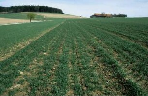 Fotografie: Getreide, Rodesaat, Säverfahren