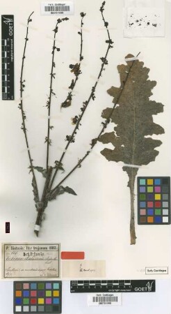 Verbascum aschersonii Boiss. & Sint. ex Murb. [syntype]