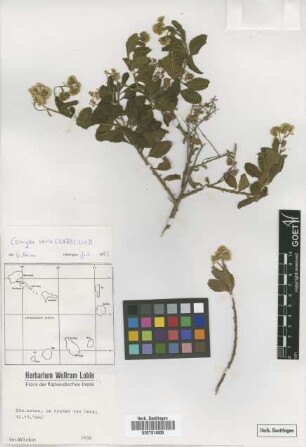 Conyza varia (Webb) Wild