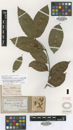 Tetrapterys mucronata Cav, f. oblonga Nied.