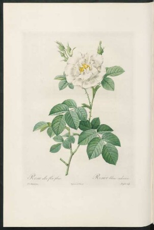 Rosa alba flore pleno. Rosier blanc ordinaire. Langlois sculp.