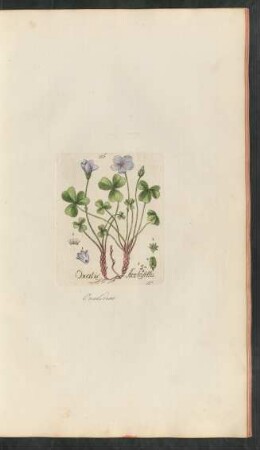 116. Oxalis acetosella