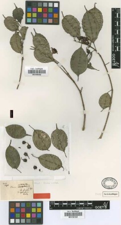 Blakea rostrata O.Berg ex Triana [type]