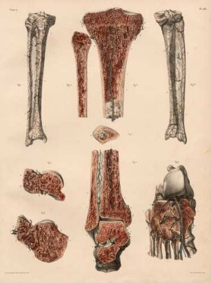 Blutgefäße an den Knochen
