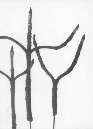 Gelber Hartriegel, Herlitze, Kornelkirsche (Cornus mas), Zweige mit Knospen