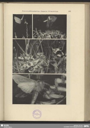 Kohlweißling (Pieris)
