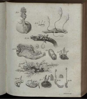 Fig. I. bis Fig. XII.