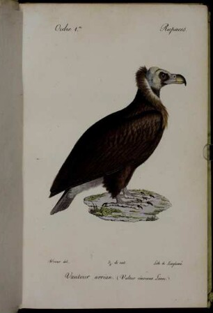 Ordre 1er. Rapaces