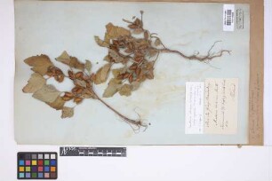Xanthium albinum (Widder) Scholz