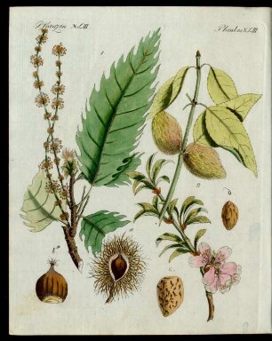 Kastanien und Mandeln.