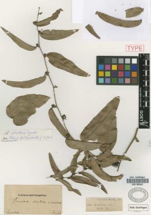 Smilax elastica Griseb.
