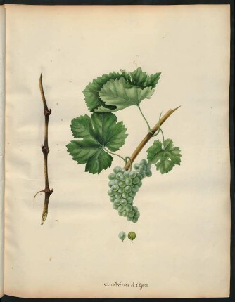 77. Le Malvoisie de Chypre