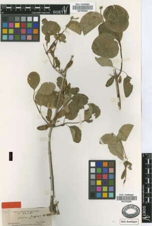 Lonicera griffithii Hook.f. & Thomson [type]