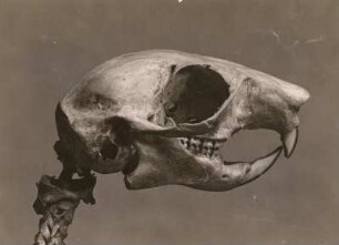 Eichhörnchen (Sciurus vulgaris), Schädel. Verwalter: Museum für Tierkunde Dresden
