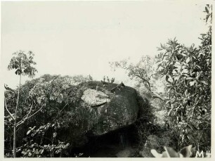 Aasgeier in Puerto Ayacucho
