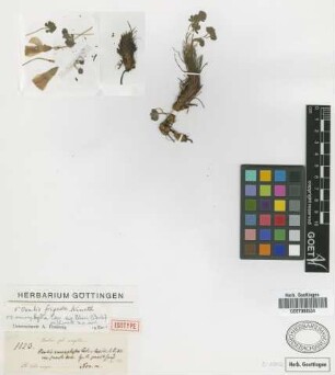 Oxalis frigida R.Knuth [isotype]