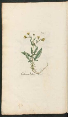 500. Centaurea Behen