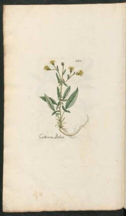 500. Centaurea Behen