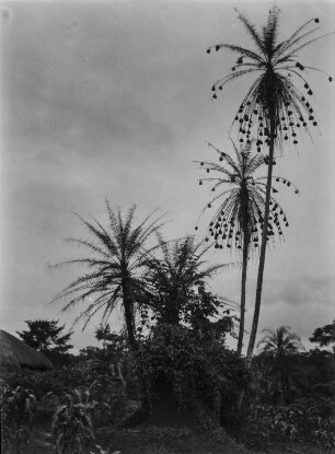 Palme : Palmenbäume