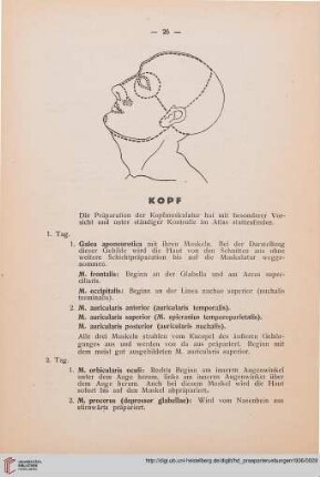 Kopf