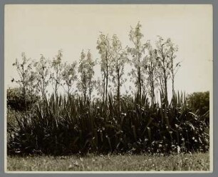 Blühende Yucca in North Shore, Long Island