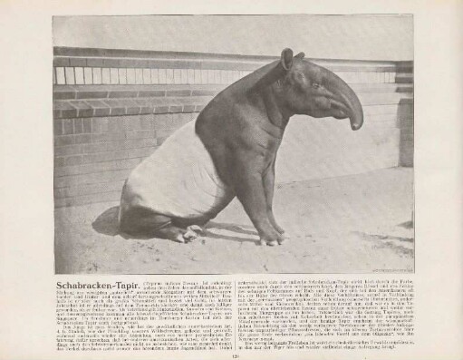 Schabracken-Tapir