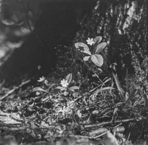 Siebenstern : Siebenstern (Trietalis europaea Linnaeus)