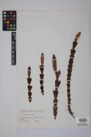 Equisetum telmateia telmateia Ehrh.