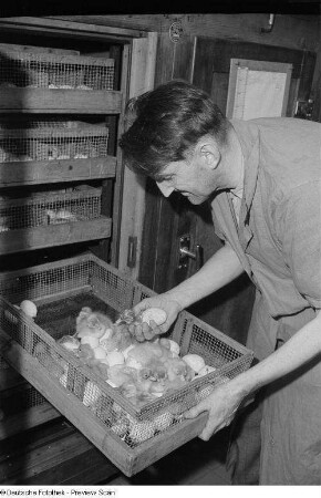 Entenküken werden aus einem Brutschrank genommen