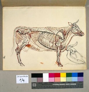 Kuh - anatomische Zeichnung