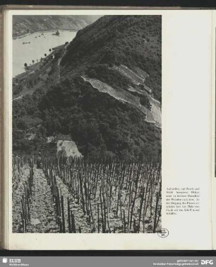 Pfalz von Caub zwischen Weinbau