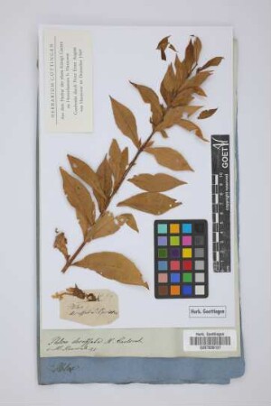 Phlox decussata