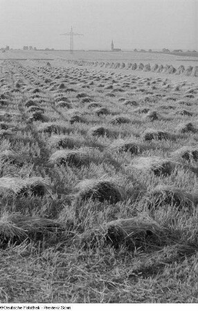 Blick auf ein abgeerntetes Feld mit Garben