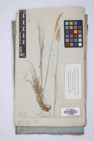 Festuca glauca Lam