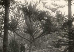 Teneriffa, Kanarische Inseln. Villa Oratava. Araukarien im Park des Humboldthotels