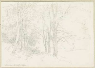 Weg entlang des Waldrandes
