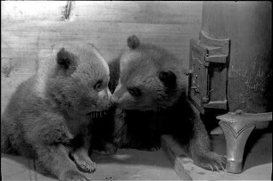 Geburt von zwei Bären-Babys im Karlsruher Zoo
