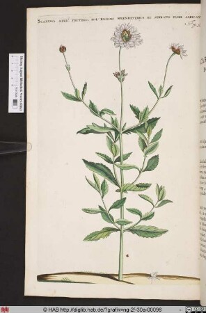 SCABIOSA AFRIC: FRUTESC: FOL: RIGIDIS SPLENDENTIBUS ET SERRATIS FLORE ALBICANTI.