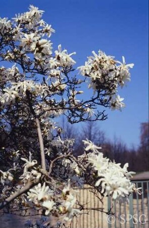 Potsdam, Park Sanssouci, Sträucher und Klettergehölze, Blüte.